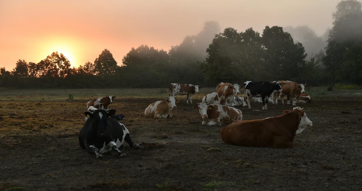 krave u smiraj dana: Autor: Milena Erceg
